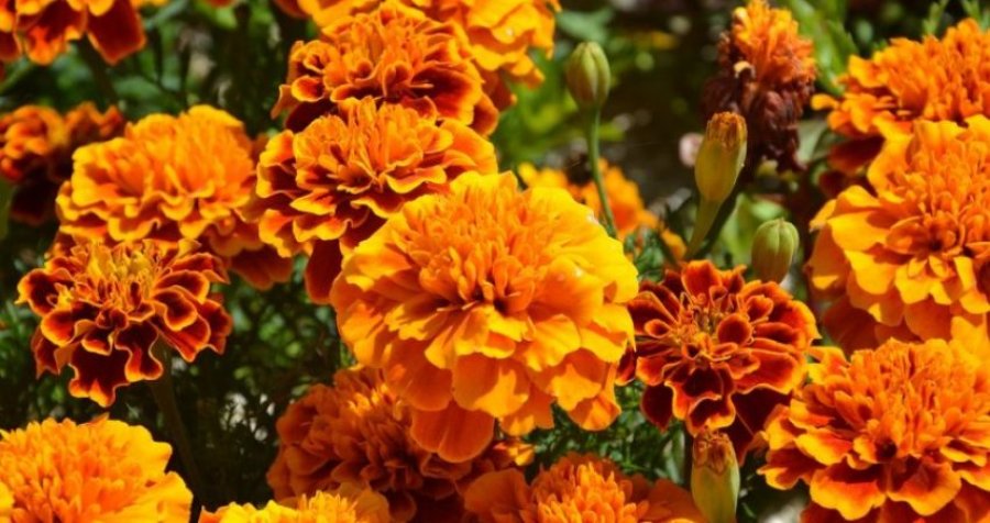 Disa bimë për të mbajtur mizat, mushkonjat dhe insektet e tjera larg shtëpisë tuaj