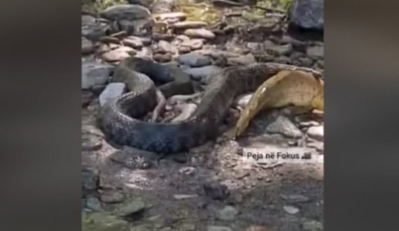 Gjarpri e kapë peshkun në lumin e Pejës