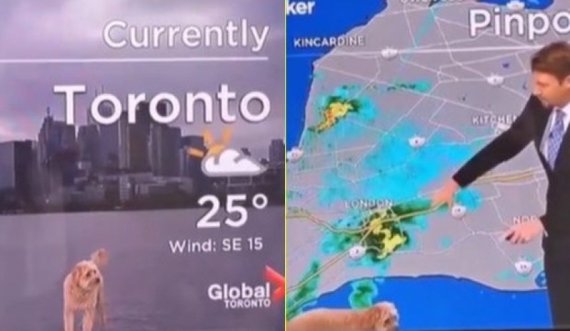VIDEO/ Meteorologu po punonte nga shtëpia por në mes të parashikimit i ndodh e papritura