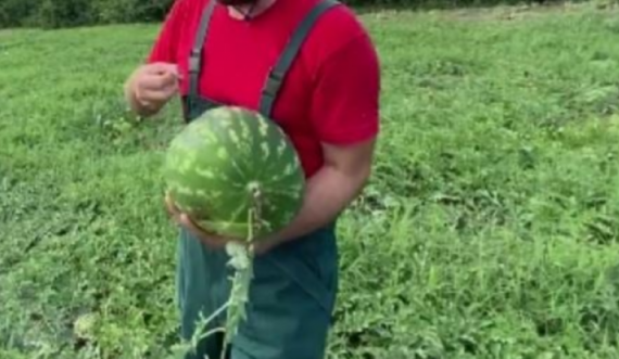 Ky detaj e dallon një shalqi të pjekur