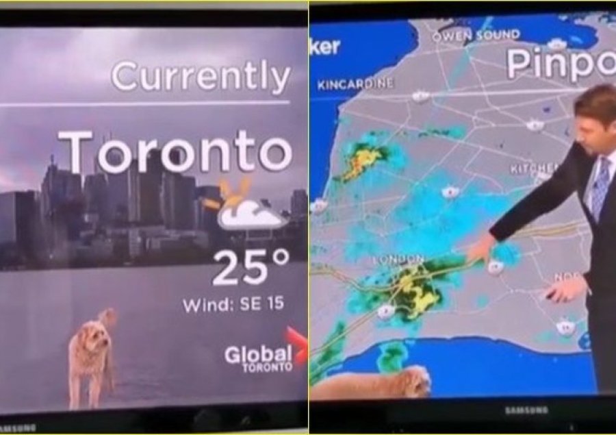 VIDEO/ Meteorologu po punonte nga shtëpia por në mes të parashikimit i ndodh e papritura