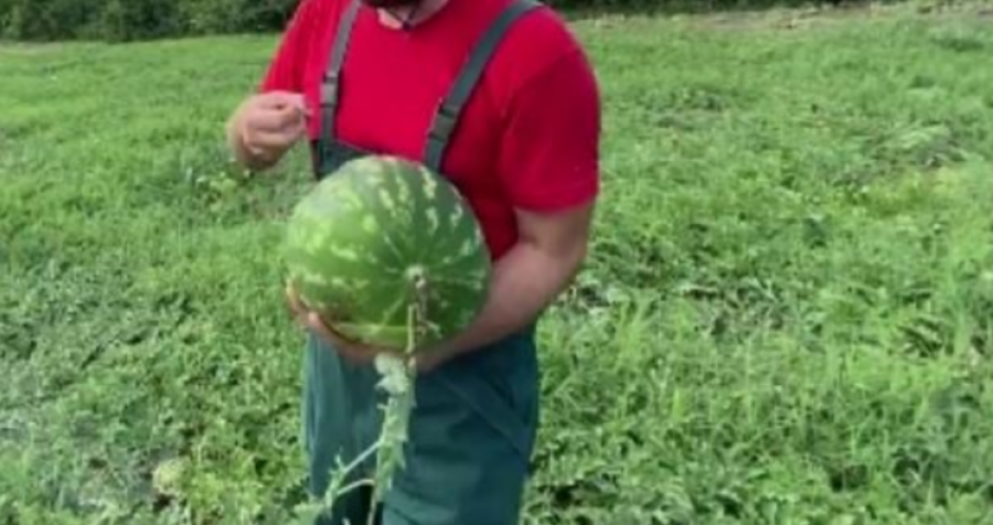 Ky detaj e dallon një shalqi të pjekur