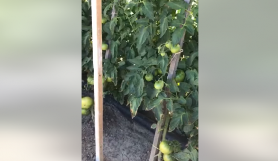 Rahovecjani e vazhdon traditën në Zvicër, kjo është bashqja e tij për lakmi atje