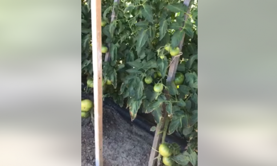 Rahovecjani e vazhdon traditën në Zvicër, kjo është bashqja e tij për lakmi atje
