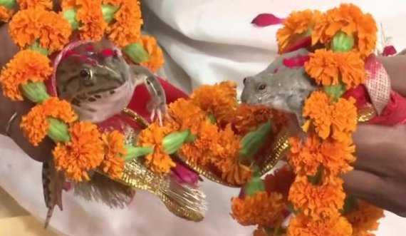 Pas motit fort të nxehtë, indianët martuan bretkosat për të sjellë shi
