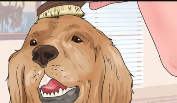 A duhet qethur qeni në verë?