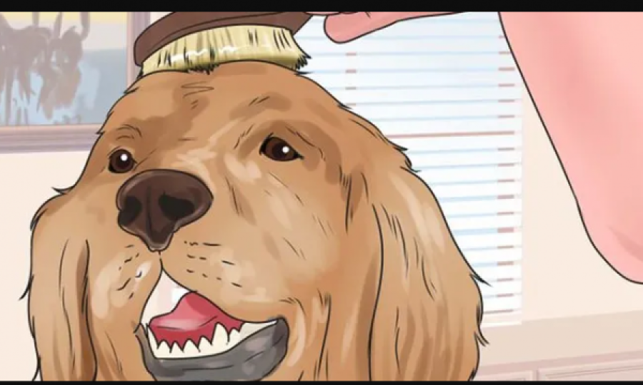 A duhet qethur qeni në verë?