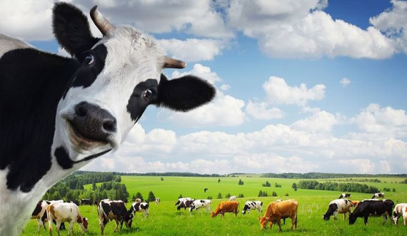 Gates investon në biznesin e lopëve