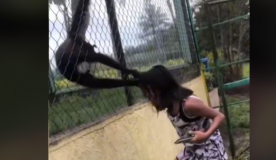 Momenti kur vajza kapet për flokësh nga dy majmunë në një kopsht zologjik