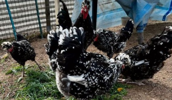 Pranoi se vodhi 12 – 13 pula, burri nga Vitia dënohet me katër muaj burgim me kusht