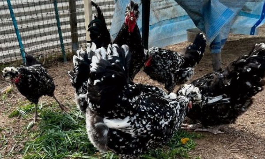 Pranoi se vodhi 12 – 13 pula, burri nga Vitia dënohet me katër muaj burgim me kusht