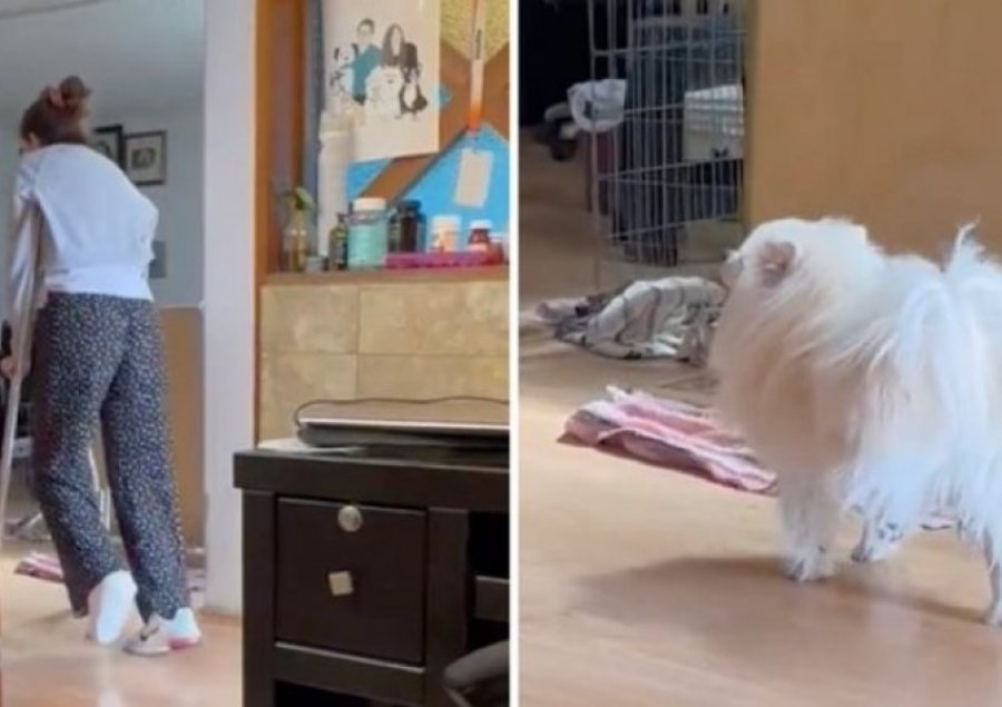 Video virale/ Qeni imiton pronaren me paterica dhe rrjeti 'shpërthen' në të qeshura
