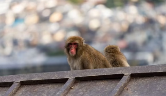 “Banda” e majmunëve sulmon 49 persona