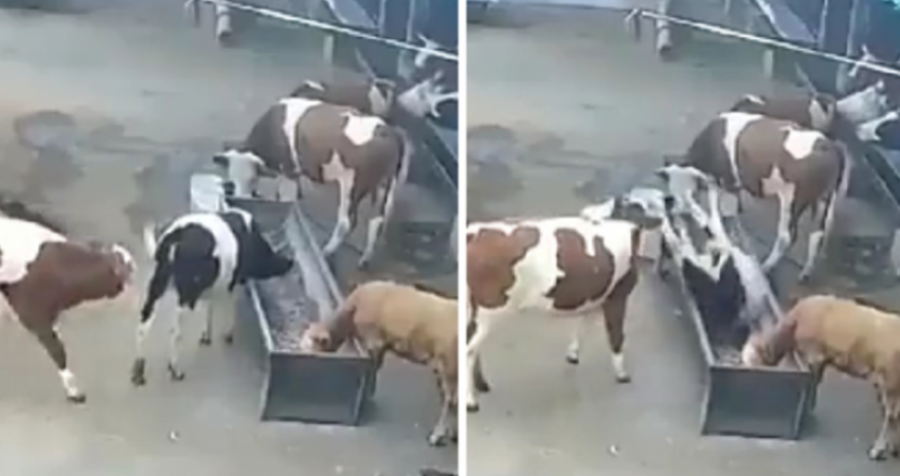 Ja se çfarë ndodh kur lopët zemërohen me njëra-tjetrën