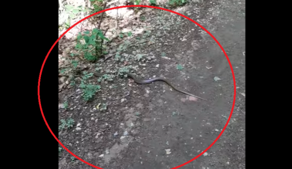 'Kujdes gjatë vrapimit' – Prishtinasit i del gjarpëri në Gërmi