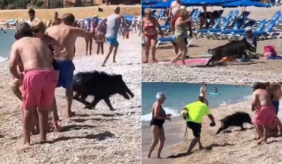 Derri i egër shfaqet në një plazh të Spanjës, njerëzit bërtasin dhe vrapojnë për të shpëtuar