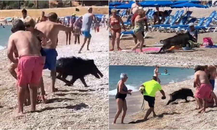 Derri i egër shfaqet në një plazh të Spanjës, njerëzit bërtasin dhe vrapojnë për të shpëtuar