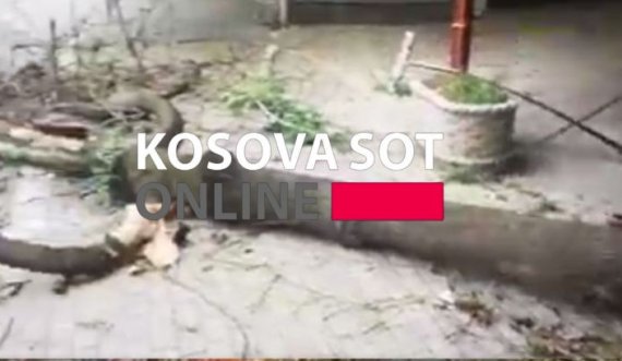 Një lis u rrëzua edhe te Muzeu