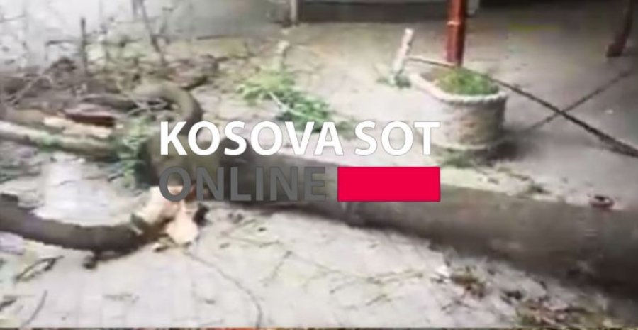 Një lis u rrëzua edhe te Muzeu