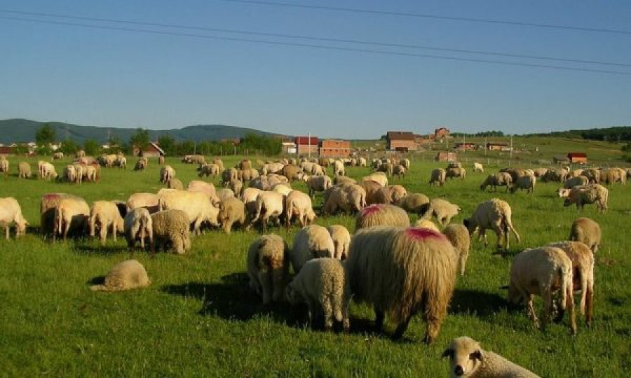 Kapen 26 dele dhe 4 dhi të kontrabanduara në Mitrovicë