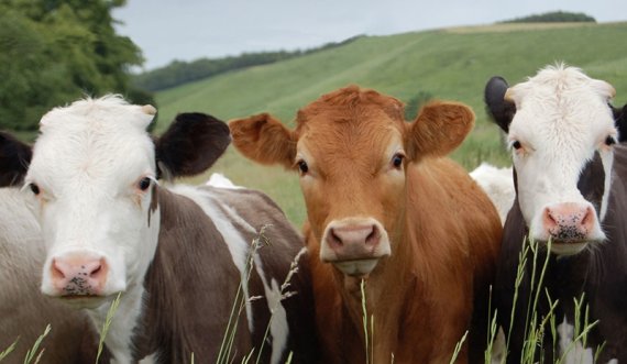 Ky shtet planifikon t’i taksojë fermerët për gogësimat e lopëve