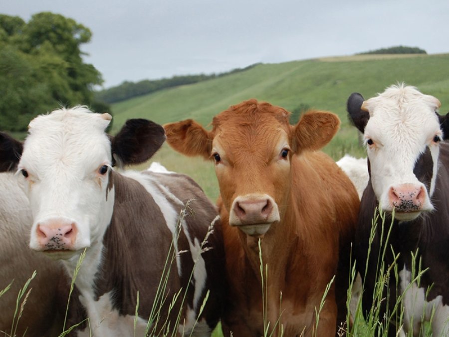 Ky shtet planifikon t’i taksojë fermerët për gogësimat e lopëve