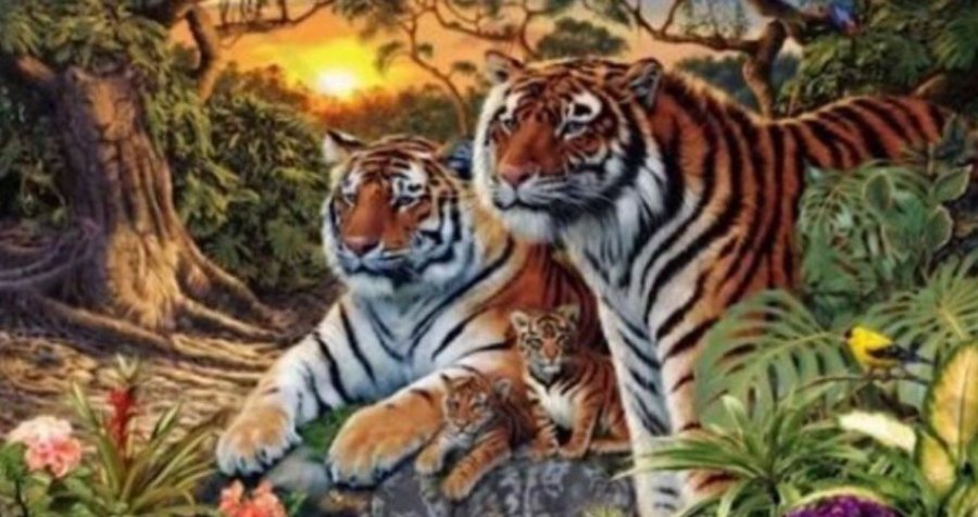 Vetëm 1% e njerëzve mund t’i gjejnë të gjithë tigrat në foto! Sa kafshë shihni?