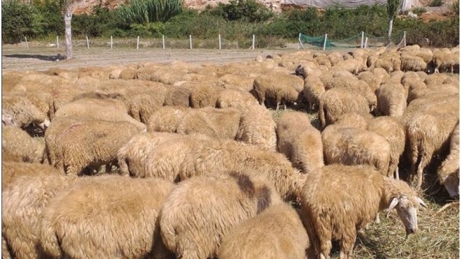 Konfiskohen 336 dele në Kaçanik