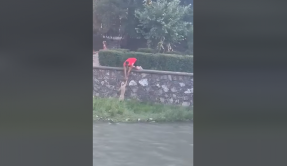 Qeni bie në lumin Lumbardh, qytetari e shpëton