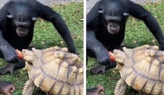 Pamjen bëhen virale, shimpanza ndau mollën me breshkën 