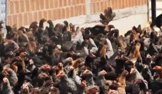 51-vjeçari nga Podujeva që mban 6000 pula