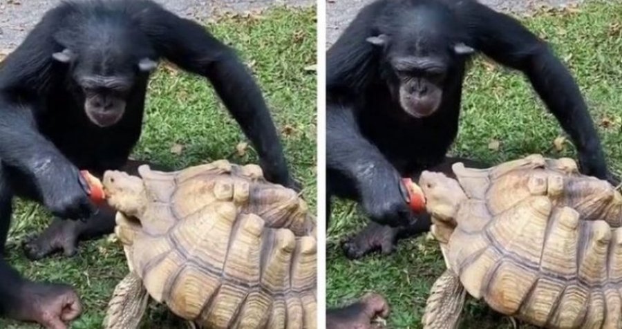 Pamjen bëhen virale, shimpanza ndau mollën me breshkën 