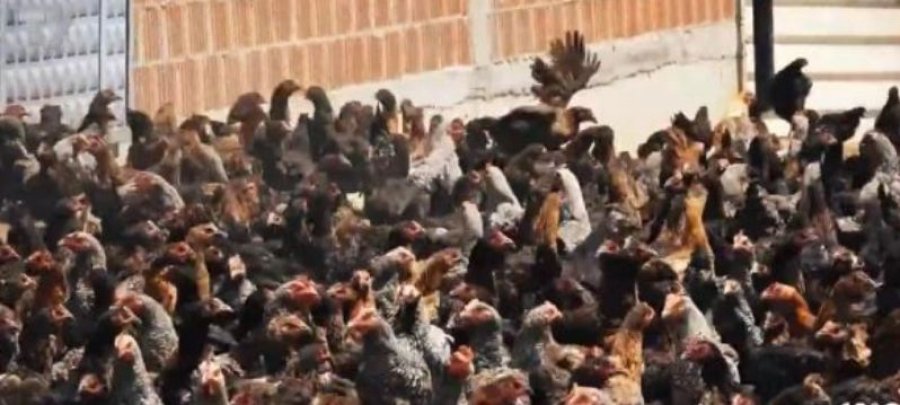 51-vjeçari nga Podujeva që mban 6000 pula