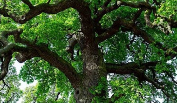 Një person u gjet pa shenja jete në oborrin e tij, dyshohet se ra nga pema
