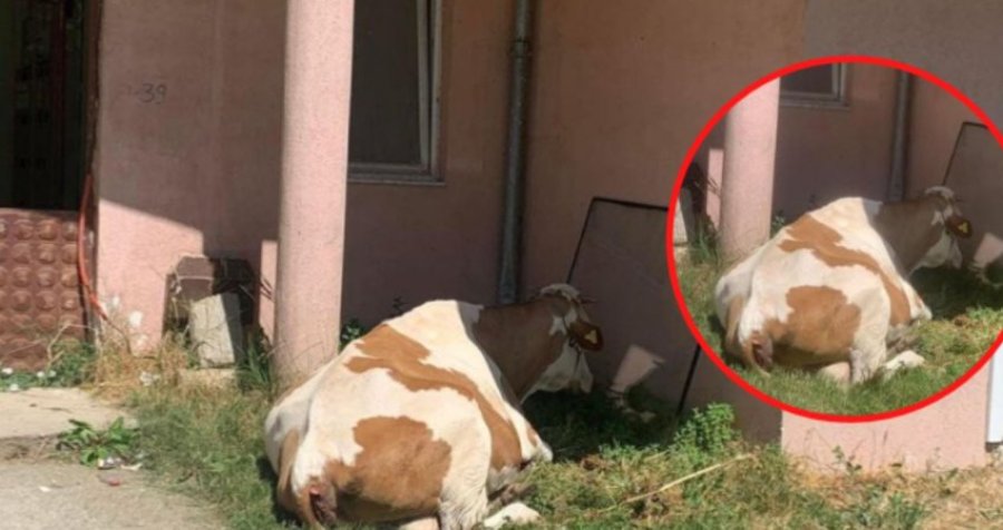Lopa që çdo ditë gjen hije te banesat e bardha në Prishtinë