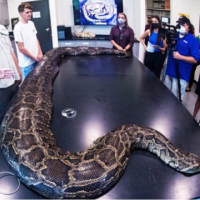 Biologët e gjejnë pitonin gjigant në Florida 5.5 metra i gjatë