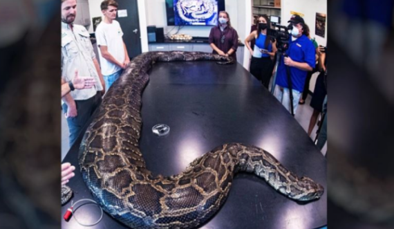 Biologët e gjejnë pitonin gjigant në Florida 5.5 metra i gjatë