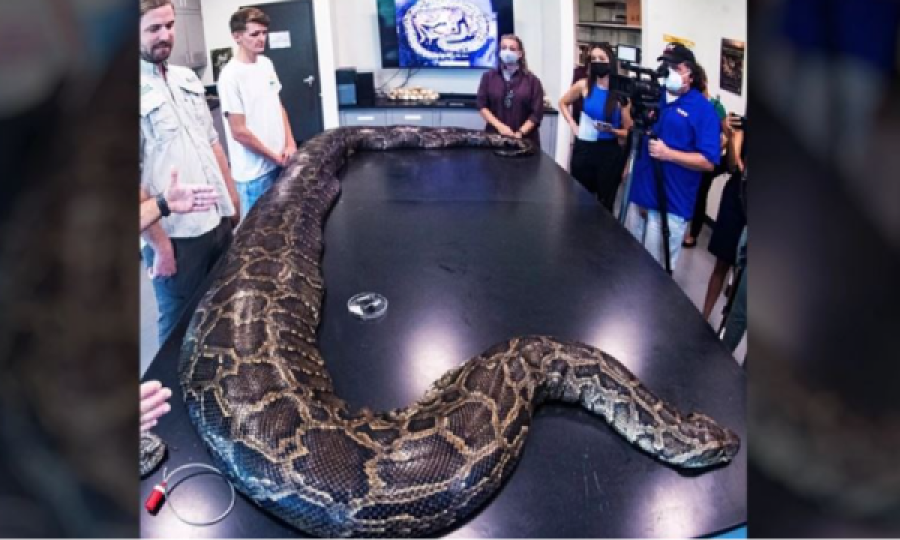 Biologët e gjejnë pitonin gjigant në Florida 5.5 metra i gjatë