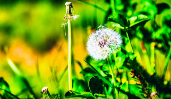 Të gjithë e keni parë këtë lule, por asnjëri nuk e dini se ajo bën mrekulli