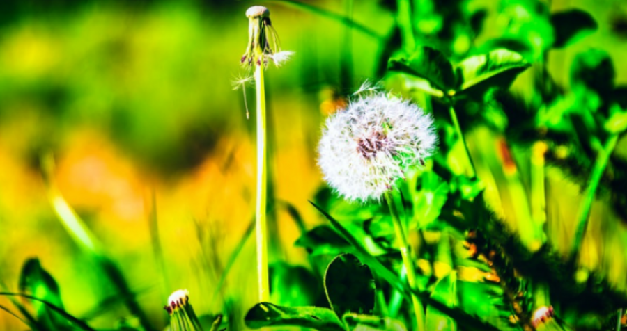 Të gjithë e keni parë këtë lule, por asnjëri nuk e dini se ajo bën mrekulli