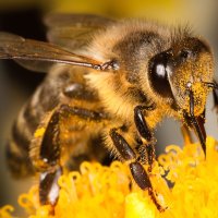 Një alpinist në gjendje kritike pas sulmit nga bletët 