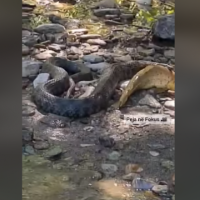 Pamje kur gjarpëri e kapë peshkun në lumin e Pejës