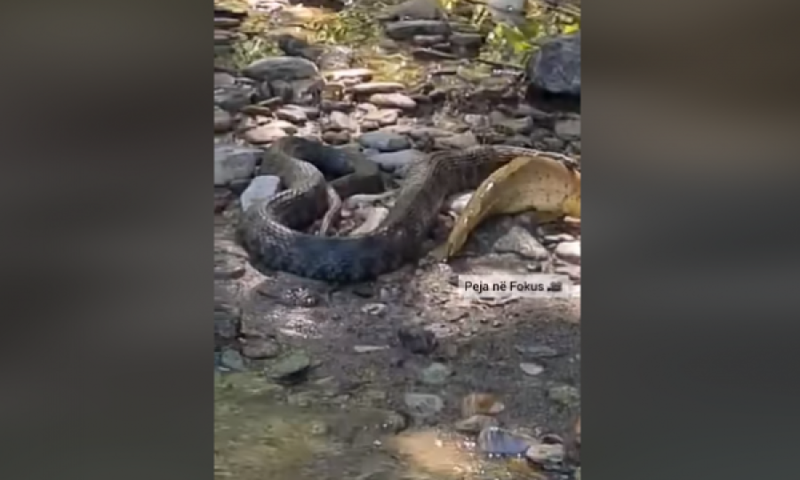 Pamje kur gjarpëri e kapë peshkun në lumin e Pejës