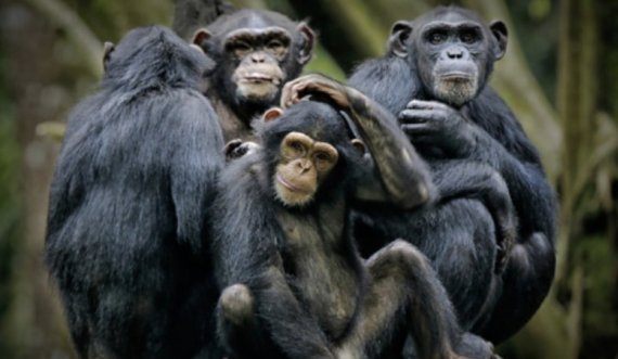 Nëse njerëzit kanë evoluar nga majmunët, atëherë pse këta të fundit ekzistojnë ende?