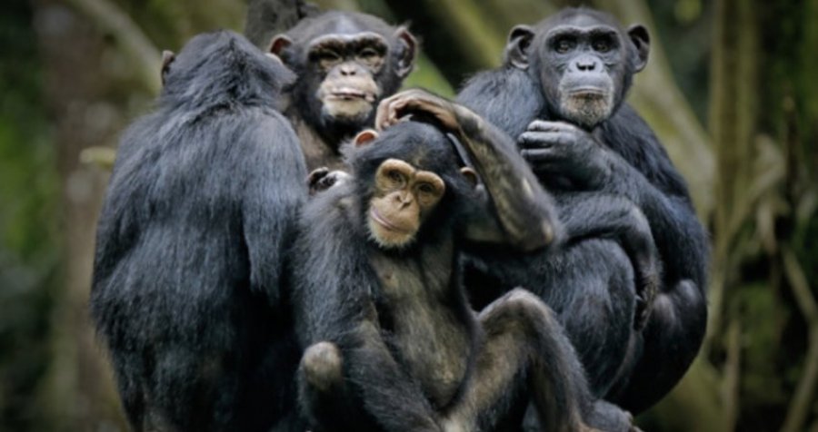 Nëse njerëzit kanë evoluar nga majmunët, atëherë pse këta të fundit ekzistojnë ende?