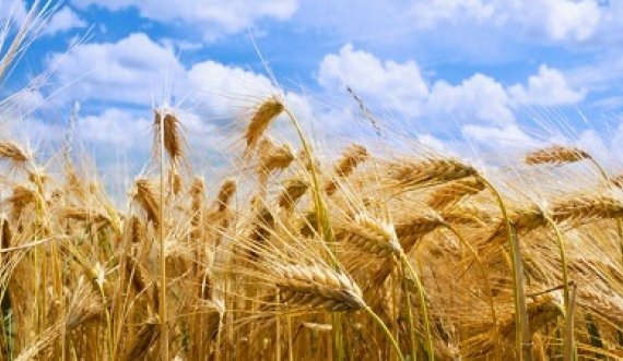 Ndër furnizuesit më të mëdhenj të Europës – Ukraina ndalon eksportet për drithëra