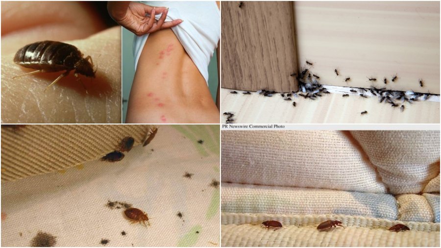 Mendoni se në shtëpinë tuaj nuk ka insekte? Ja 8 shenjat që tregojnë se ato kanë hyrë në ambientin ku ju jetoni