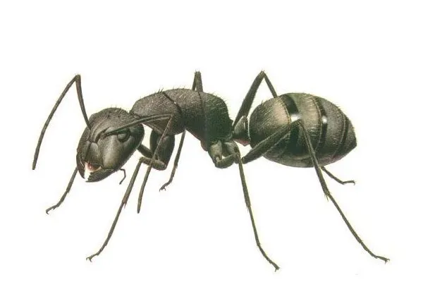 Do të befasoheni si e detektojnë milingonat kancerin?