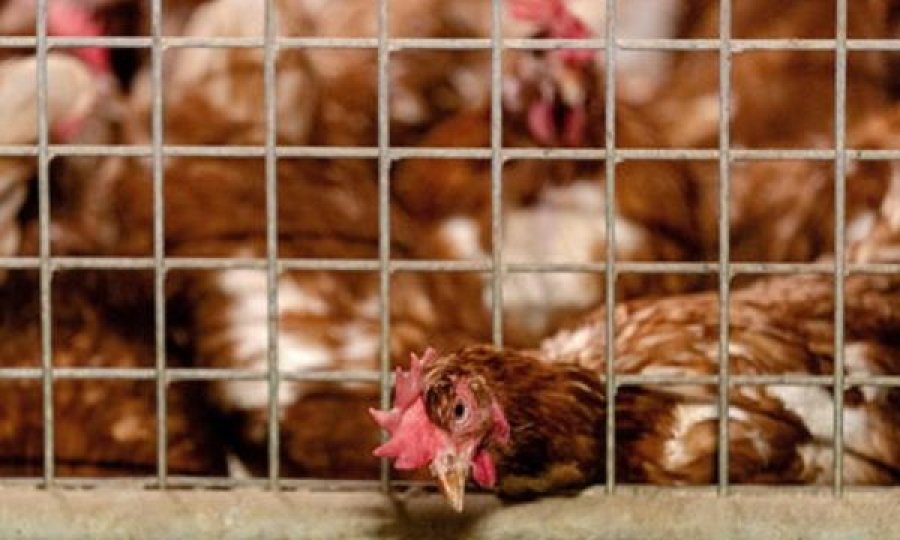 500 mijë pula të ngordhura, reagon Ministria e Bujqësisë