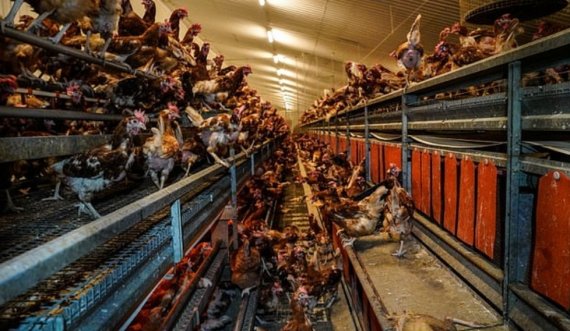Ngordhin 500 mijë pula, dyshohet për grip shpendësh